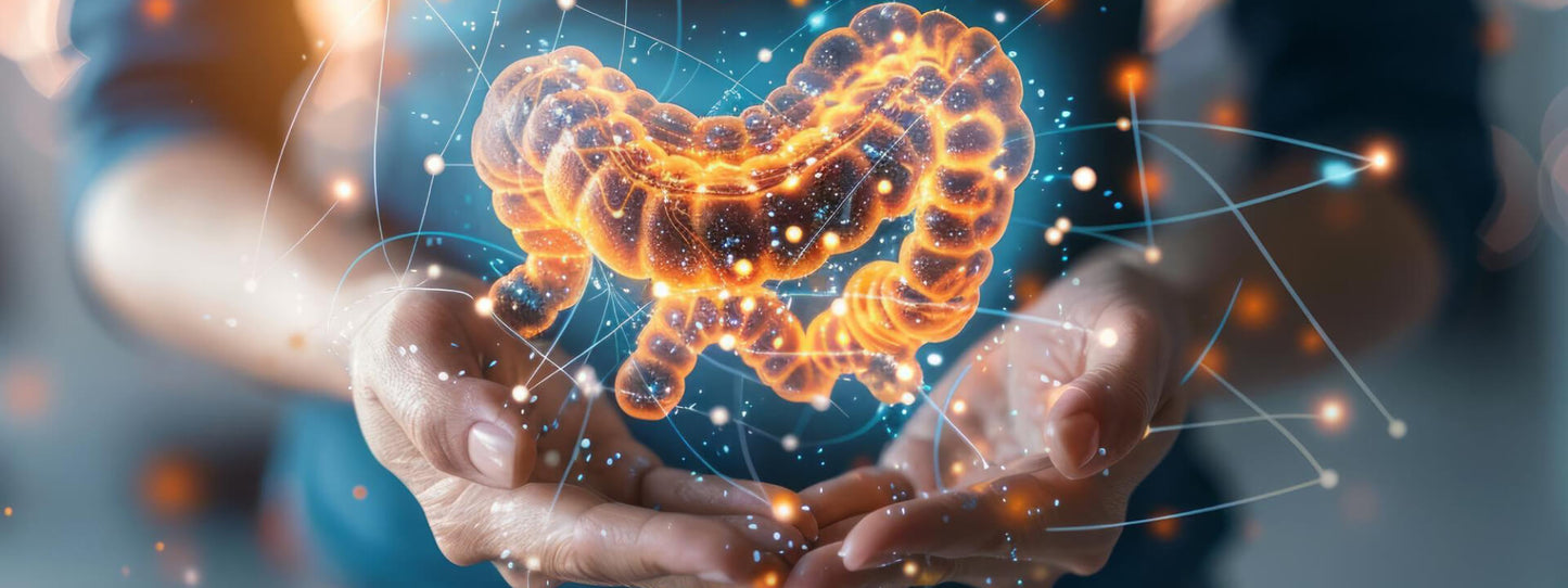Your Gut: How It Works &amp; What It Affects